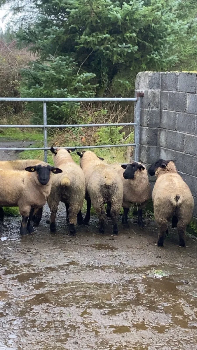 7 super Suffolk ewe lambs - Image 2