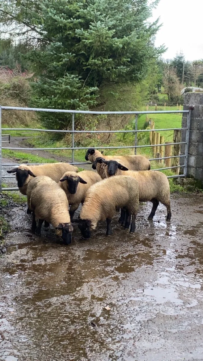 7 super Suffolk ewe lambs - Image 3