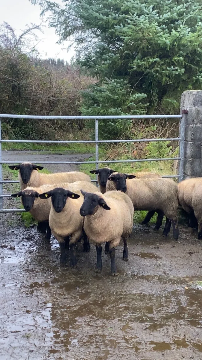 7 super Suffolk ewe lambs - Image 4