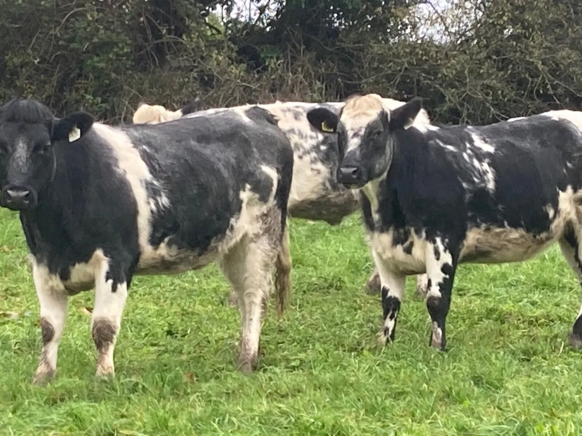 Heifers - Image 1