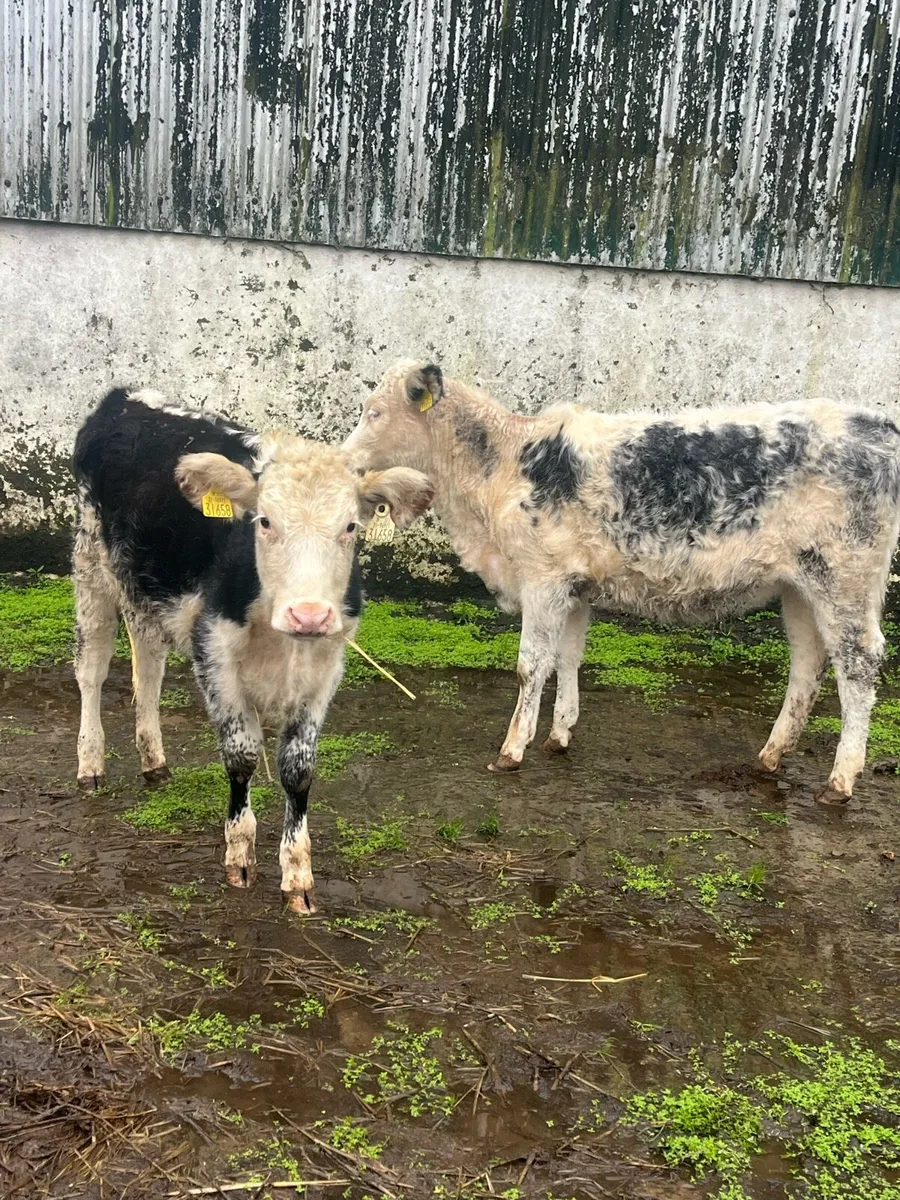 🔥🔥BLUE HEREFORD HEIFERS 🔥🔥 - Image 1