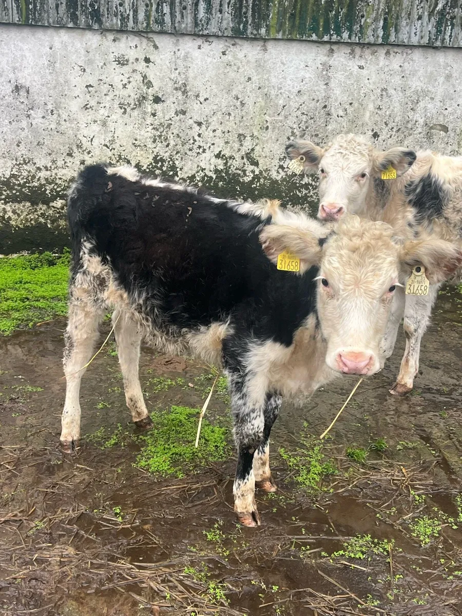 🔥🔥BLUE HEREFORD HEIFERS 🔥🔥 - Image 2