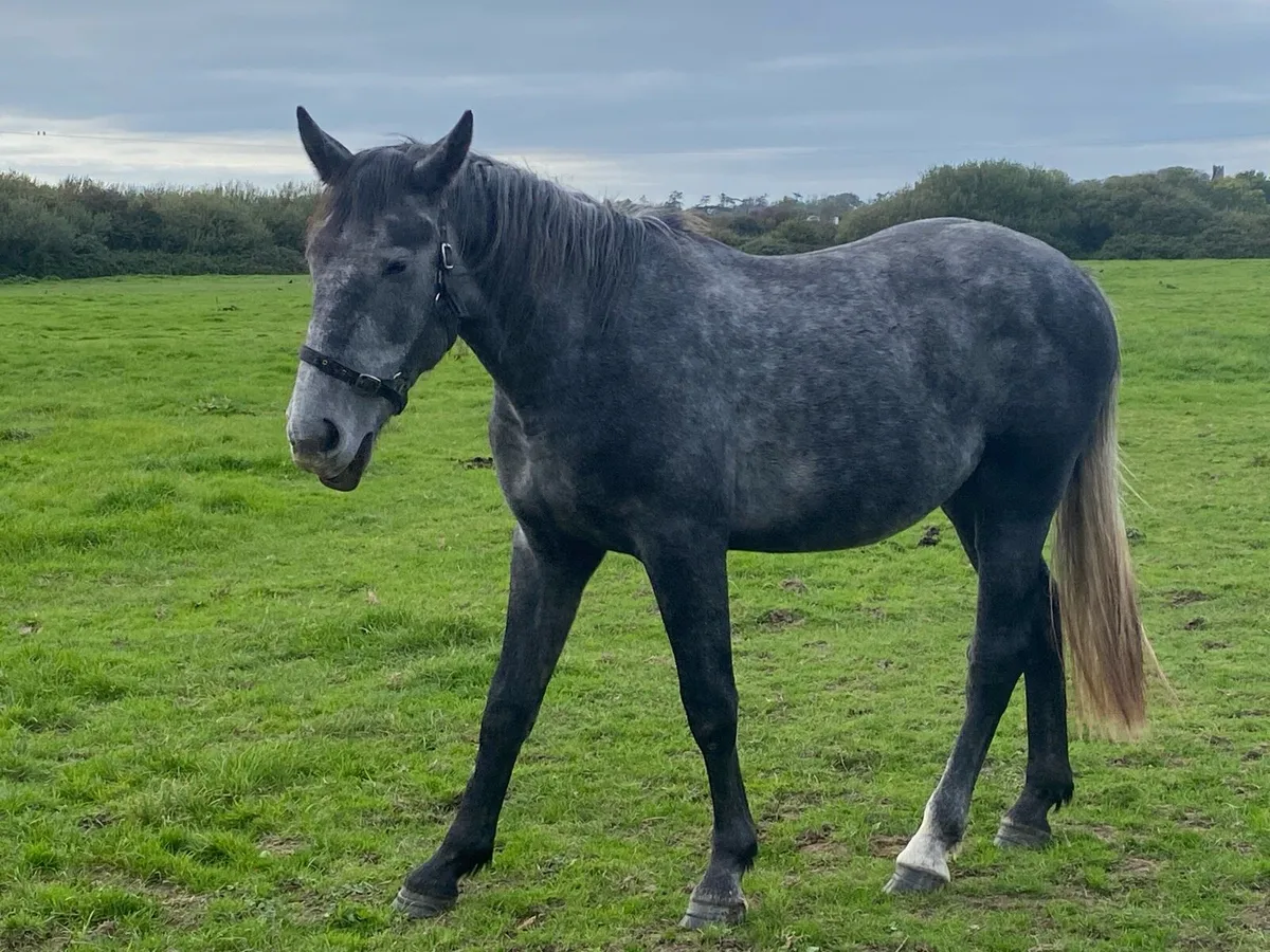 Irish Draught - Image 1