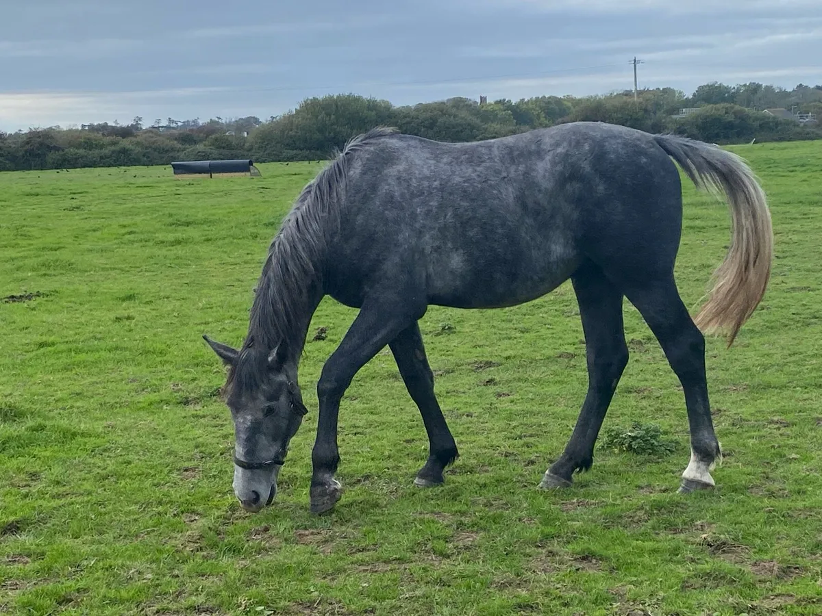 Irish Draught - Image 2