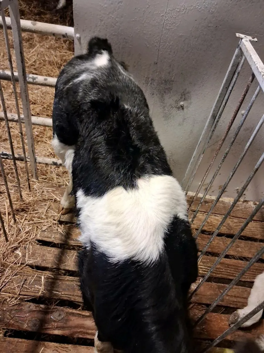 Calves for sale - Image 1