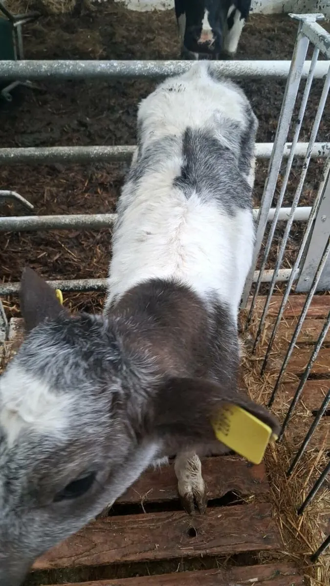 Calves for sale - Image 3