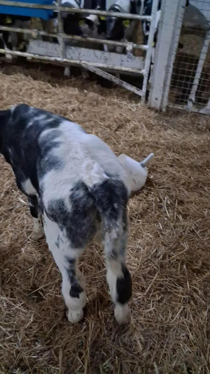 Calves for sale - Image 4
