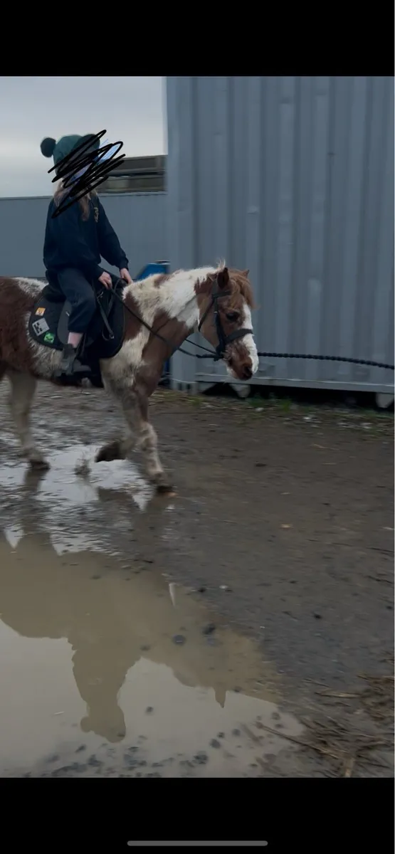 11.2 Older gelding leadrein - Image 1