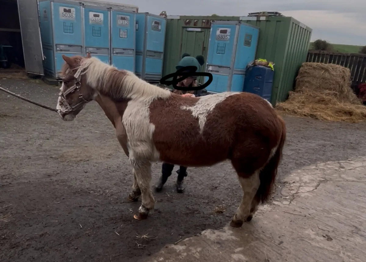 11.2 Older gelding leadrein - Image 3