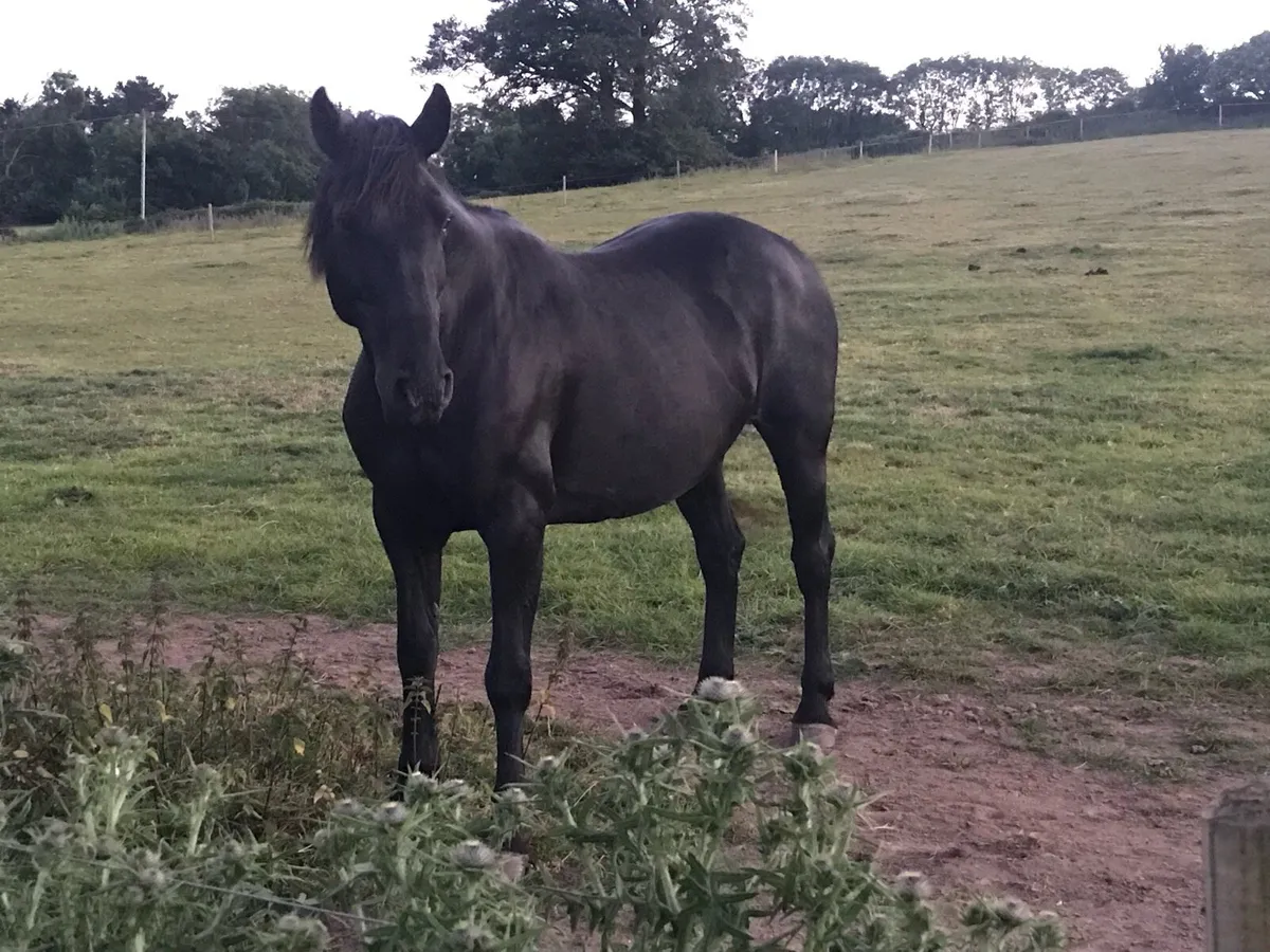 Beautiful old quiet riding mare 15.2 or 3