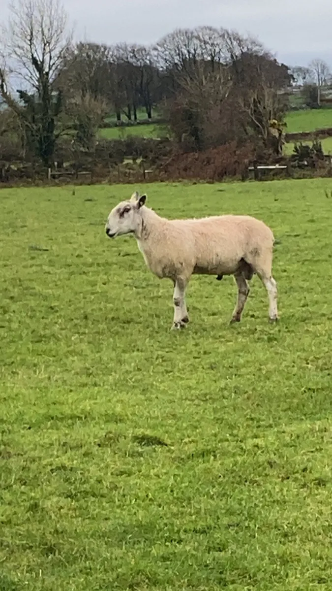 Blue lister ram - Image 1