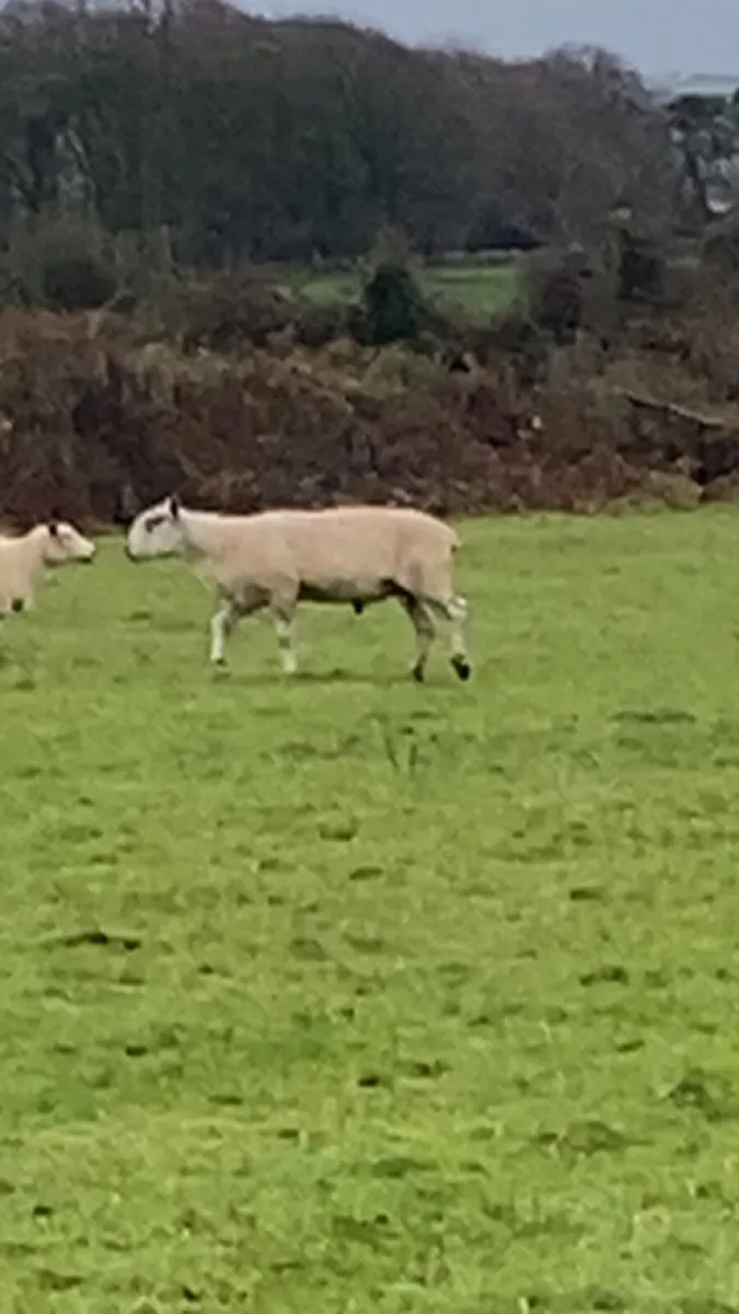 Blue lister ram - Image 2