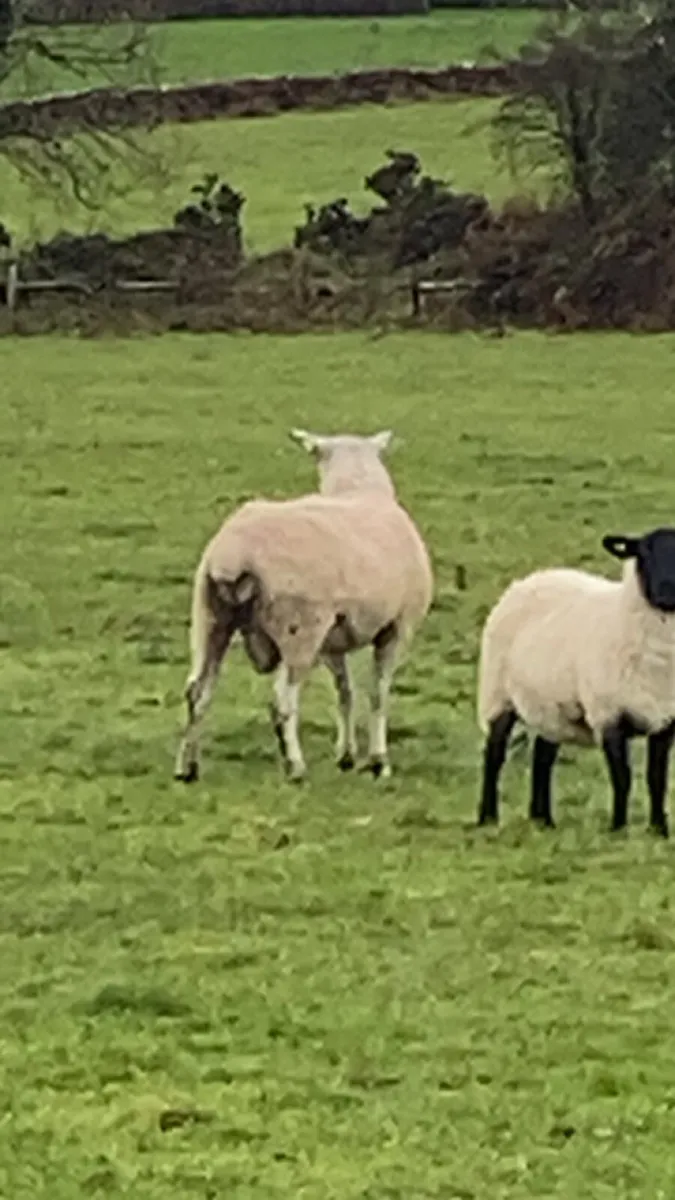 Blue lister ram - Image 3