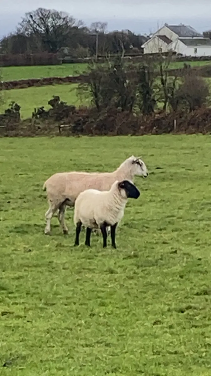 Blue lister ram - Image 4