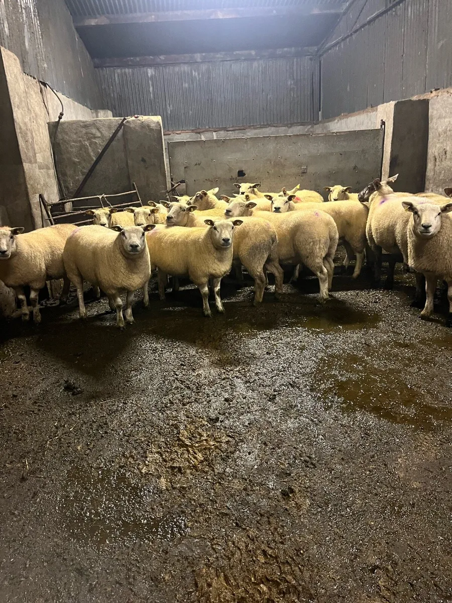 😍25 inlamb texel ewes 😍 - Image 1