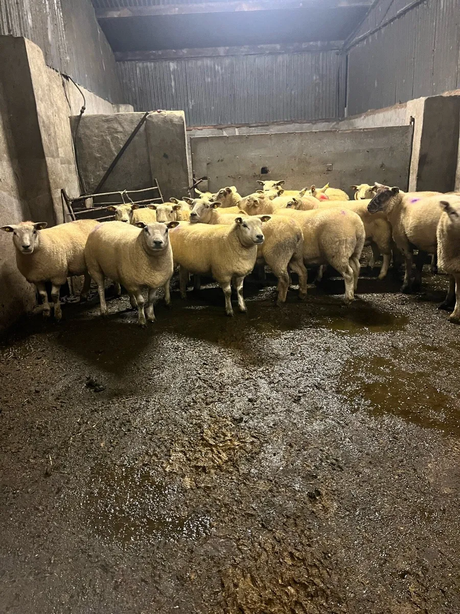 😍25 inlamb texel ewes 😍 - Image 2