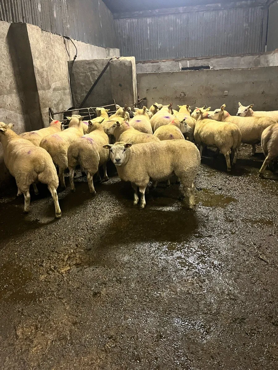 😍25 inlamb texel ewes 😍 - Image 3