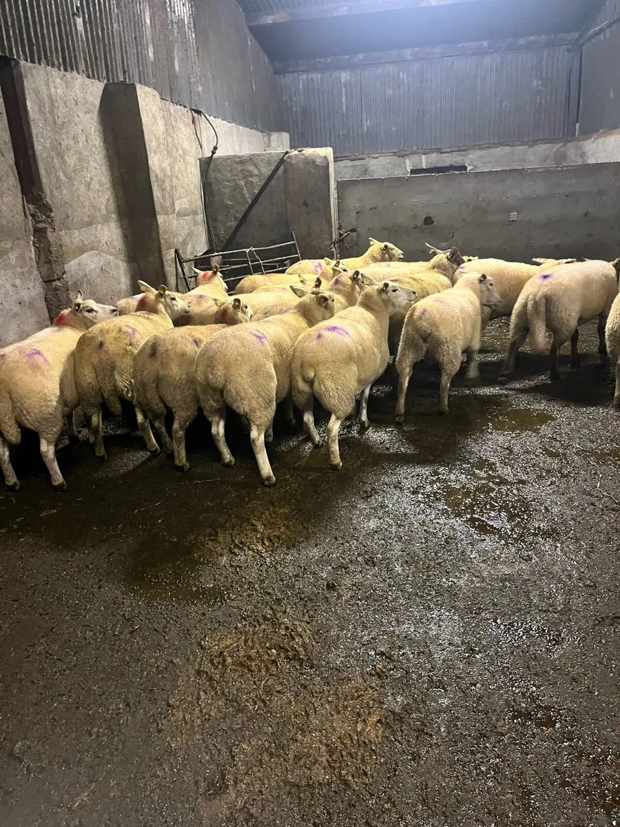 😍25 inlamb texel ewes 😍 - Image 4