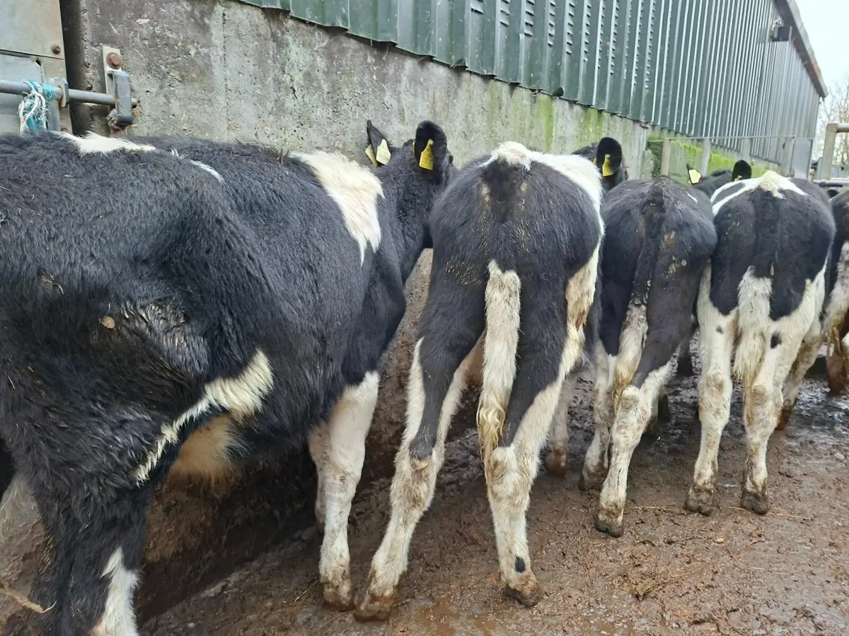 British  Friesan  Bullocks - Image 1