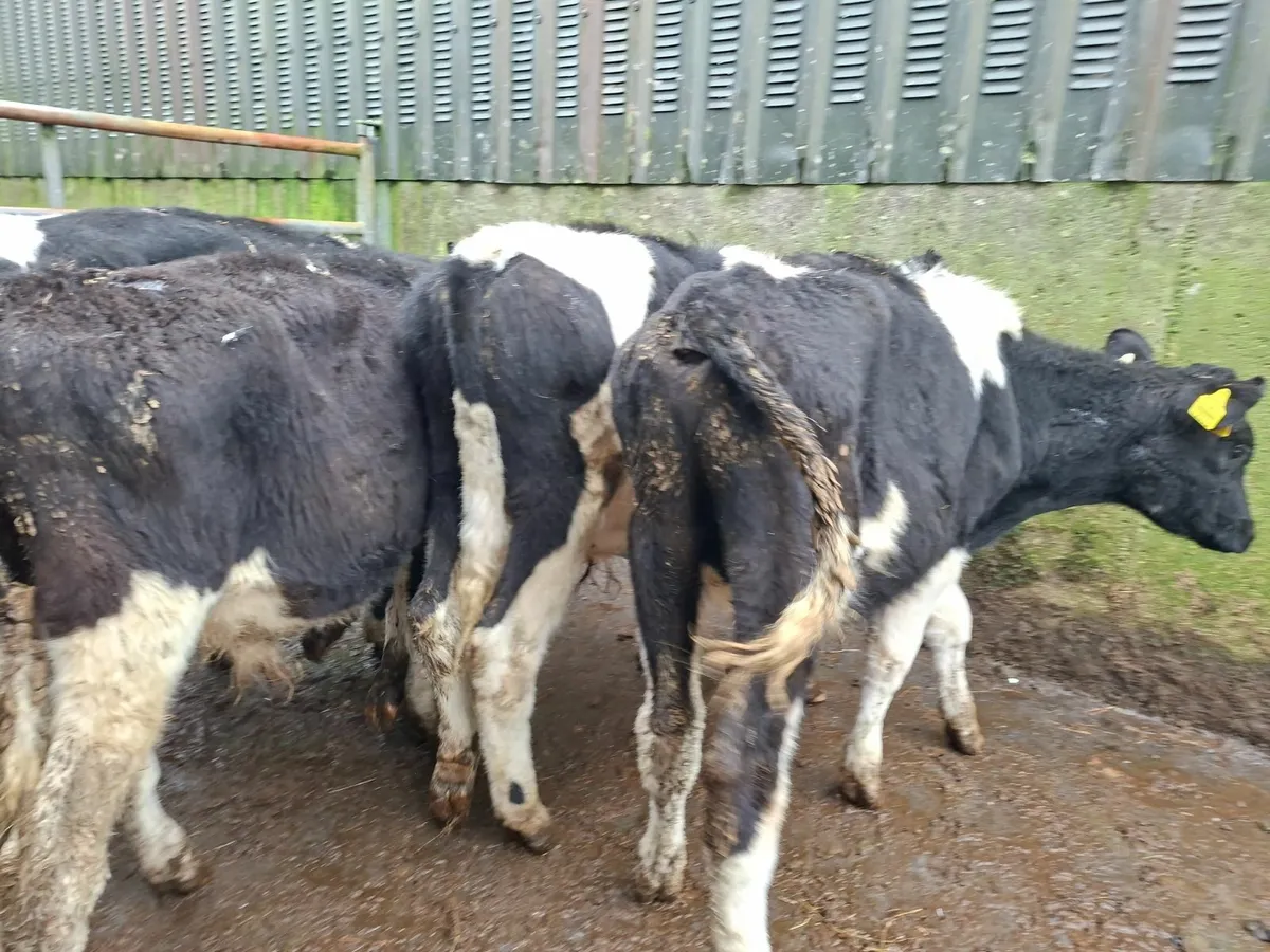 British  Friesan  Bullocks - Image 2