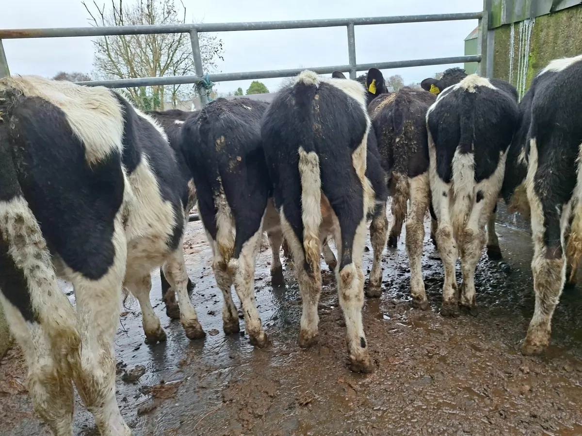 British  Friesan  Bullocks - Image 3