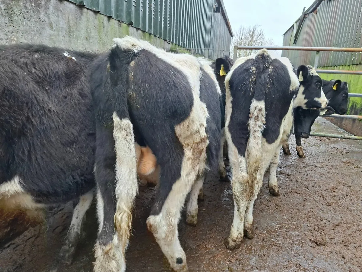 British  Friesan  Bullocks - Image 4