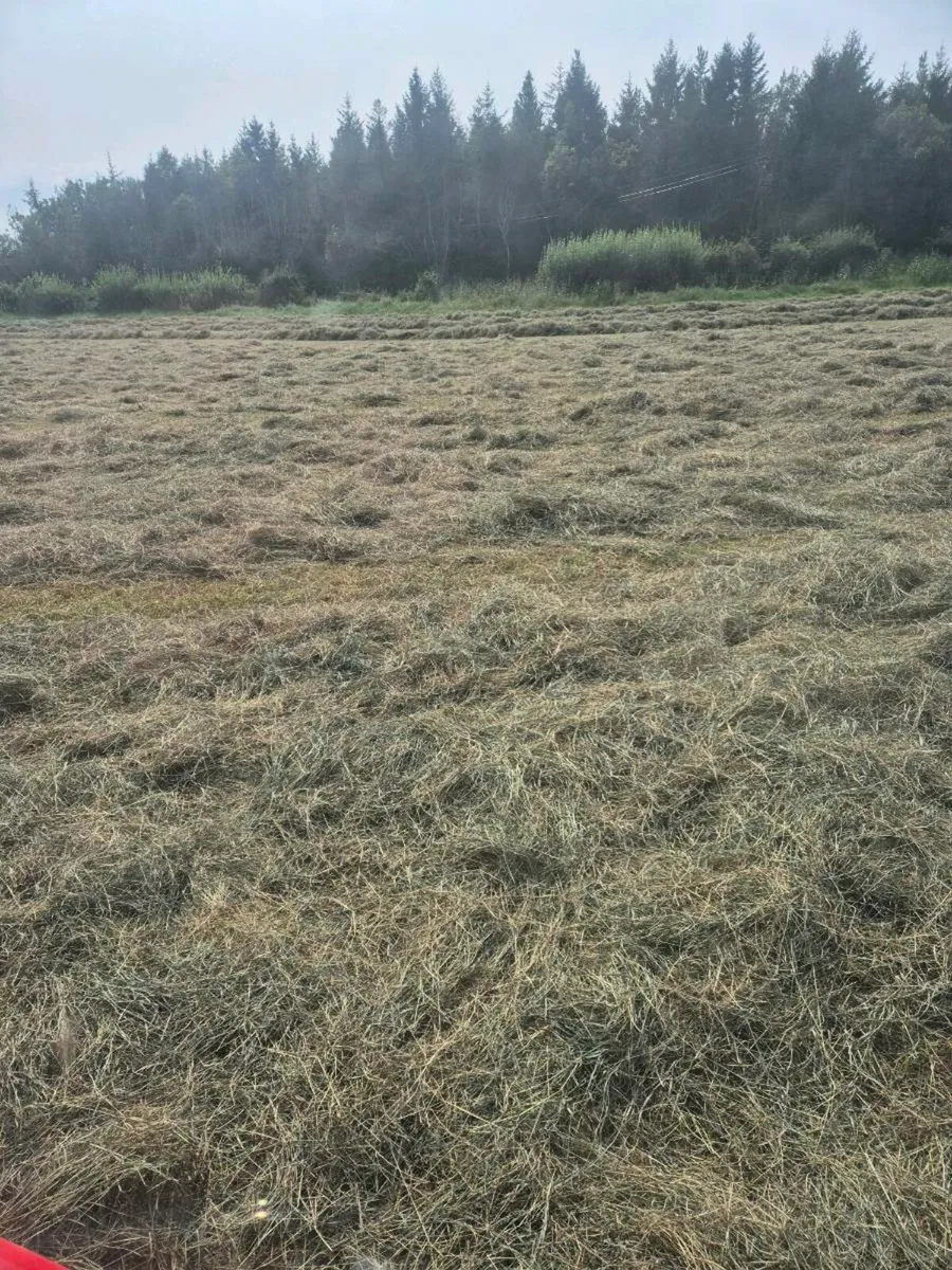 Hay - Image 2