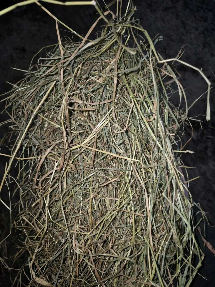 Hay - Image 3