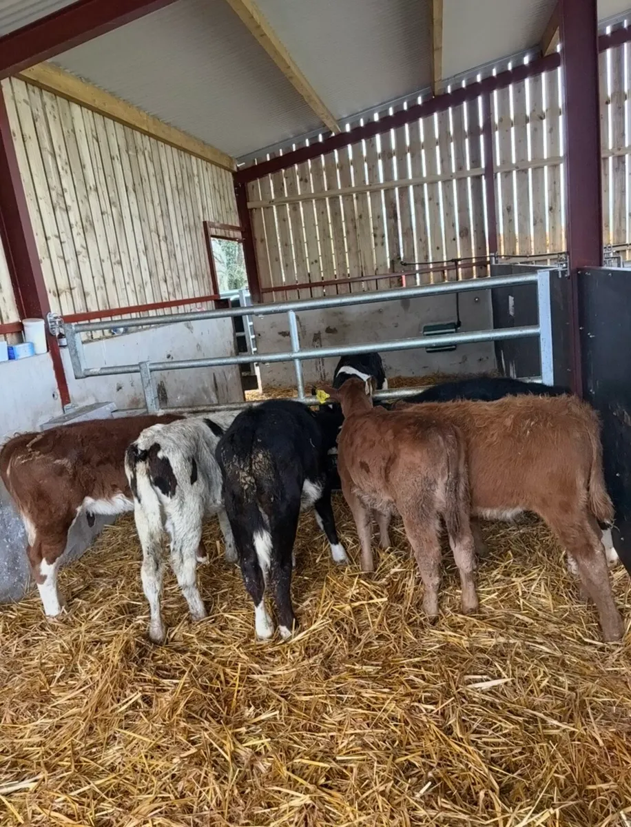 6 smashing runners for sale - Image 1