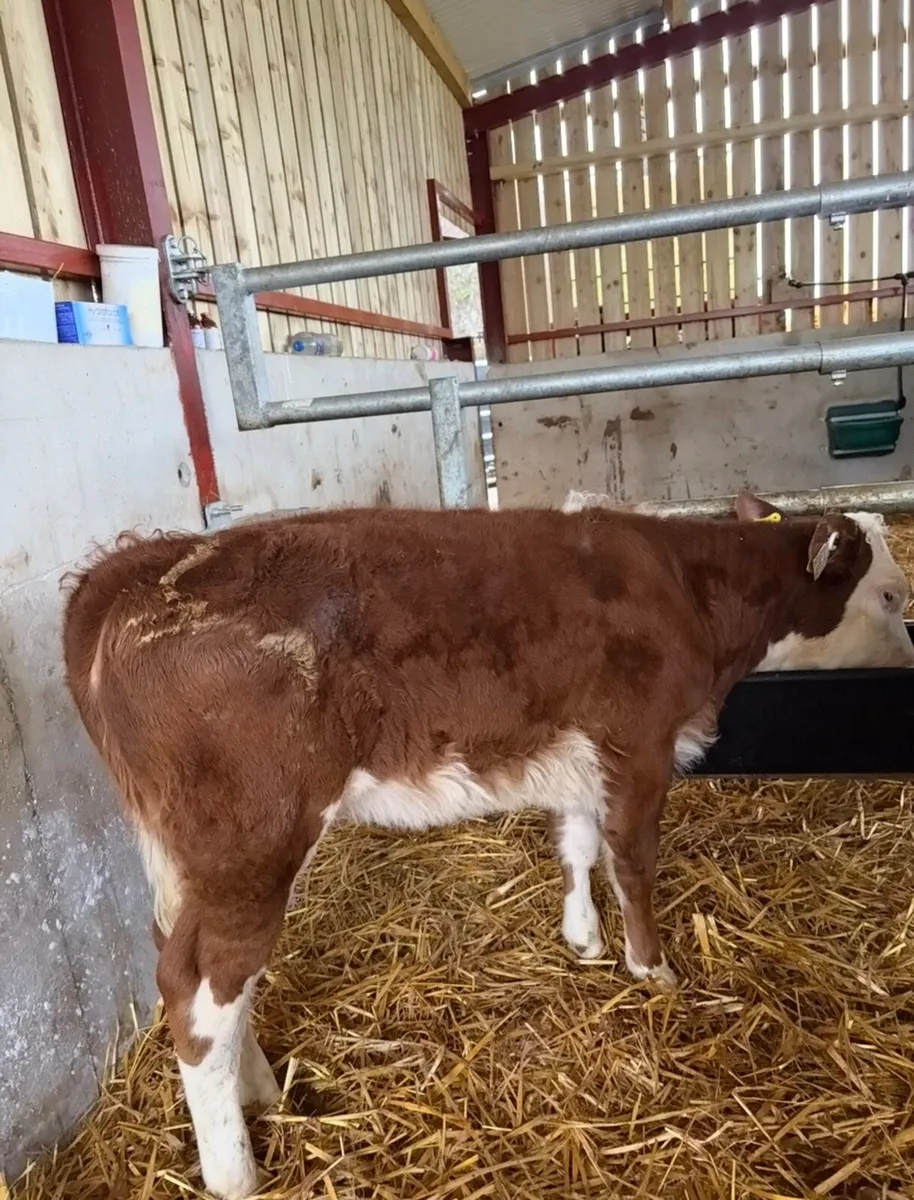 6 smashing runners for sale - Image 2