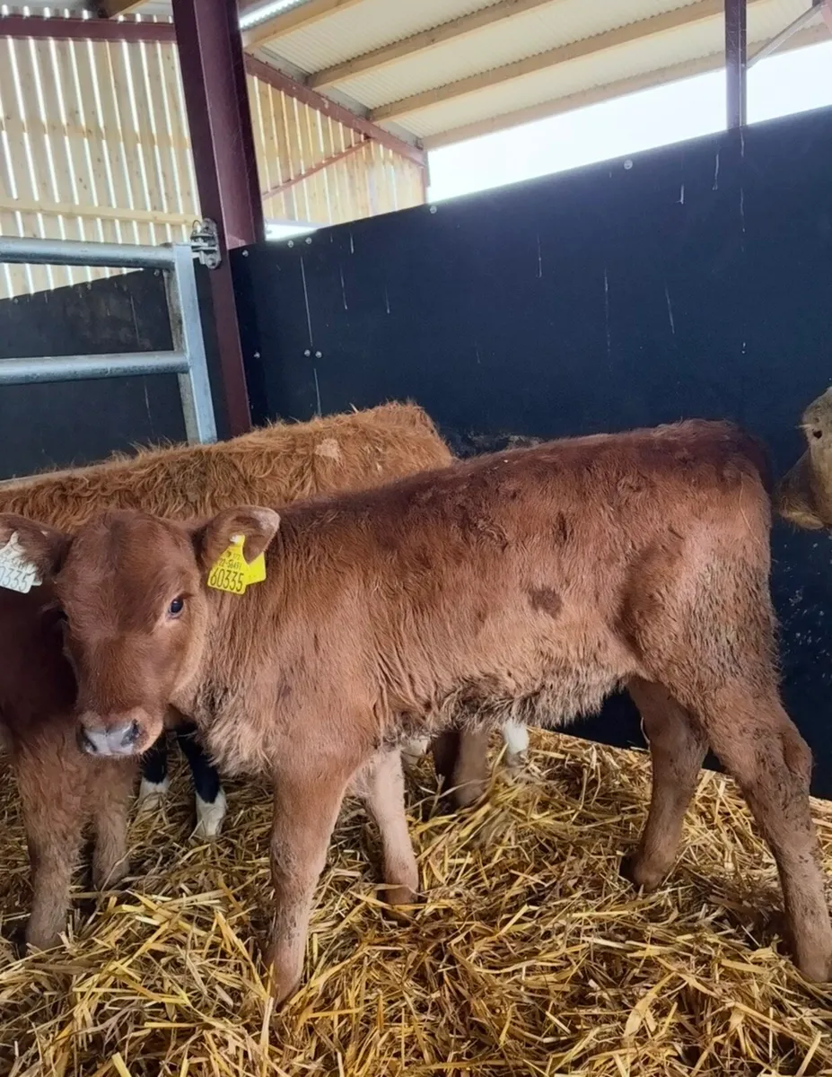 6 smashing runners for sale - Image 3