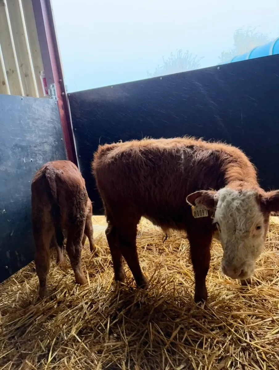 6 smashing runners for sale - Image 4