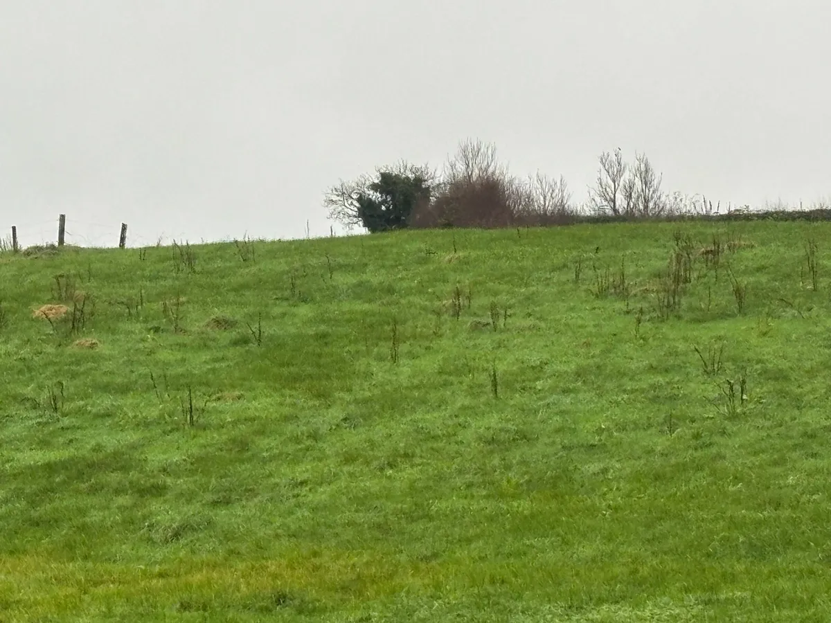 Winter Grazing - Image 2