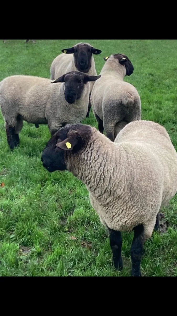 Suffolk Hogget Rams