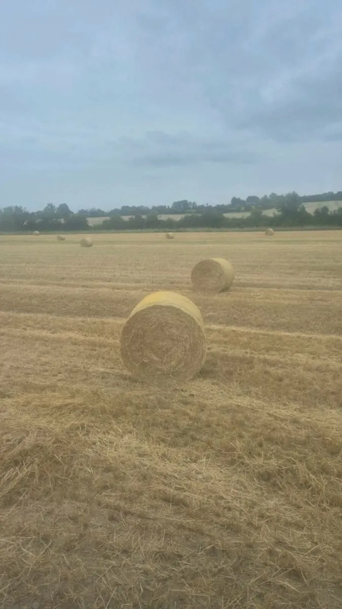 Barley straw