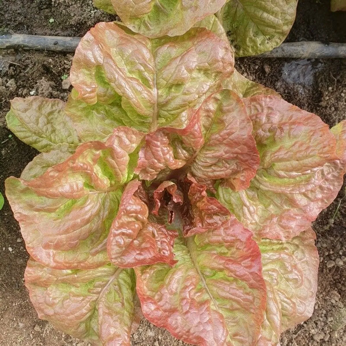 Butterhead Lettuce 'Mira' Irish Seeds - Image 2