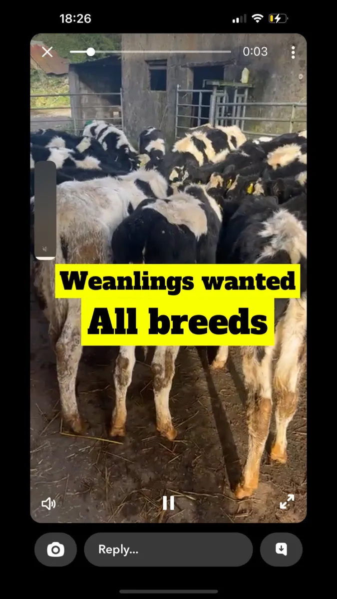 Weanlings WANTED