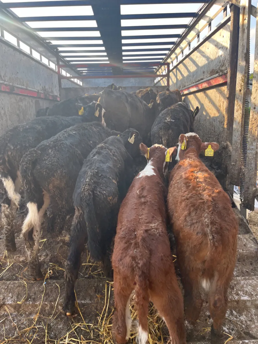 Reared calves WANTED - Image 1