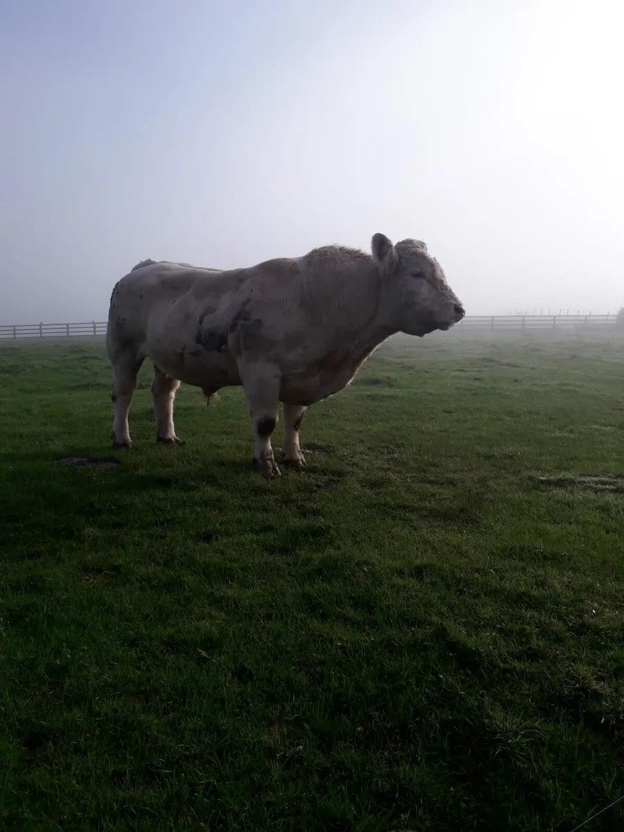 ALL IMPORTED COWS/BULLS WANTED