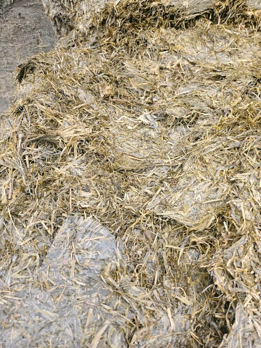 Pit silage - Image 2