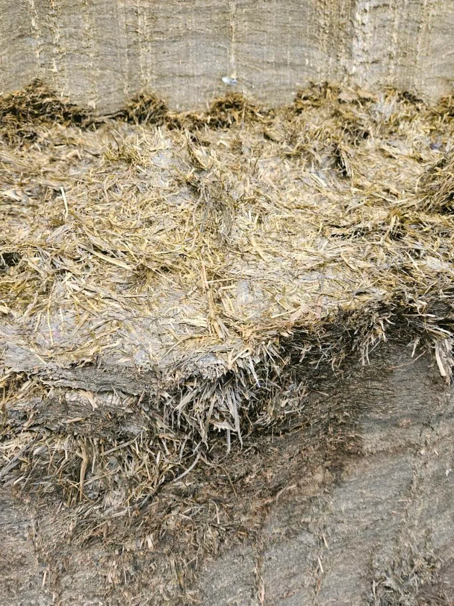 Pit silage - Image 3