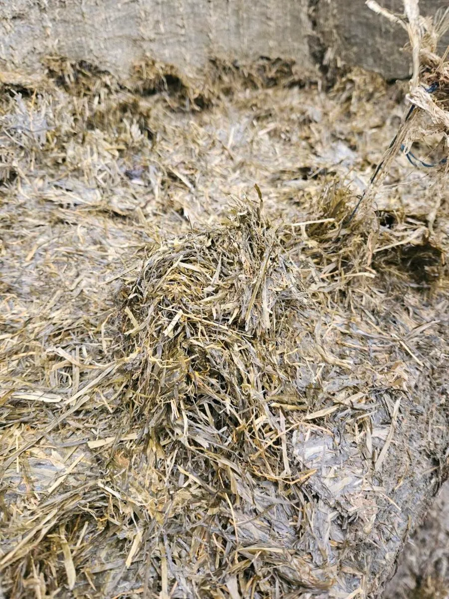 Pit silage - Image 4