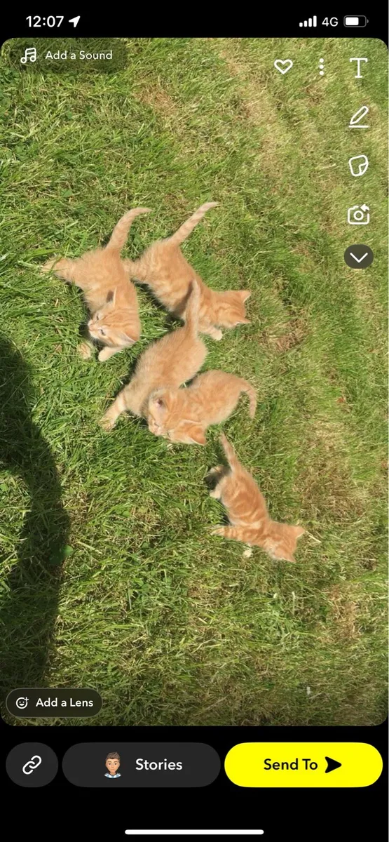 Kittens - Image 1