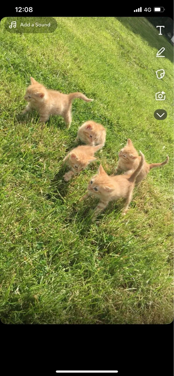 Kittens - Image 2