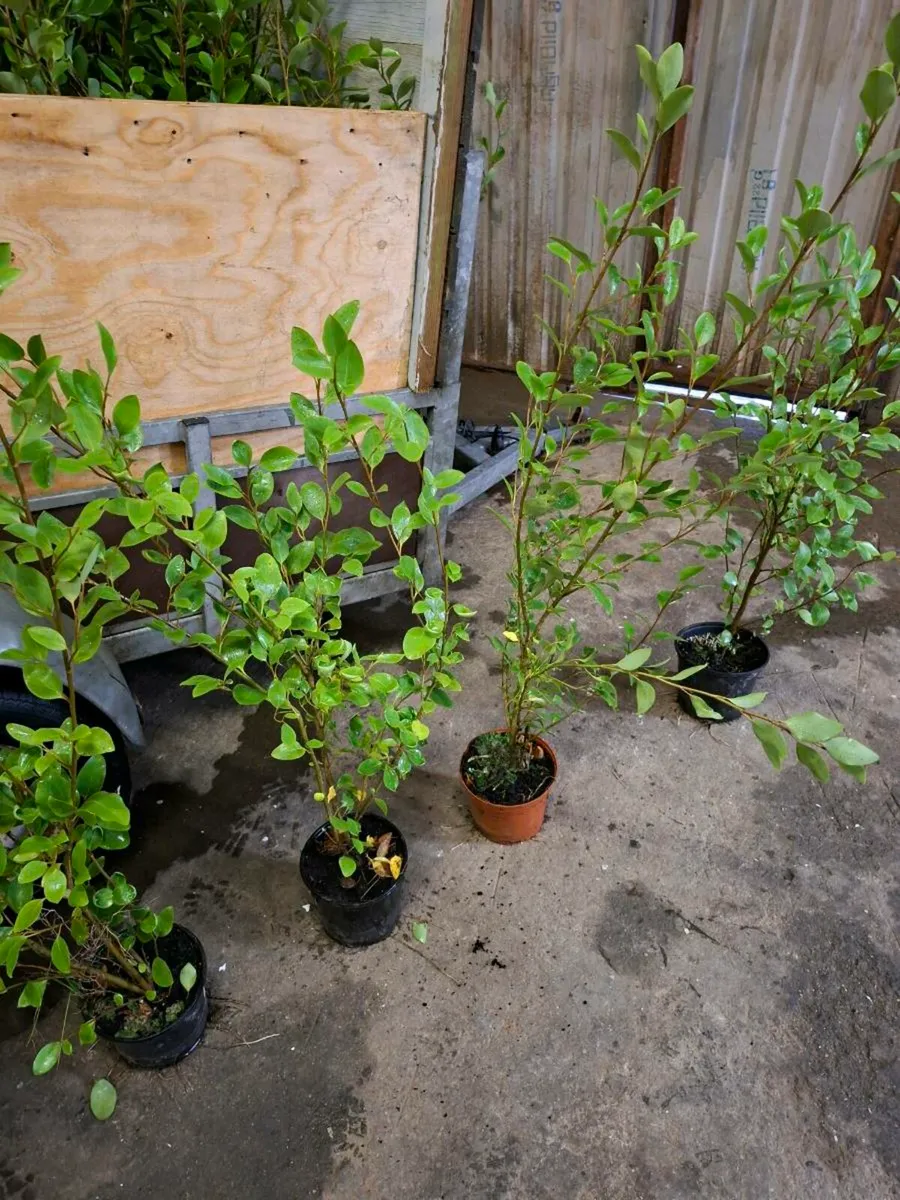 Griselinia - Image 1