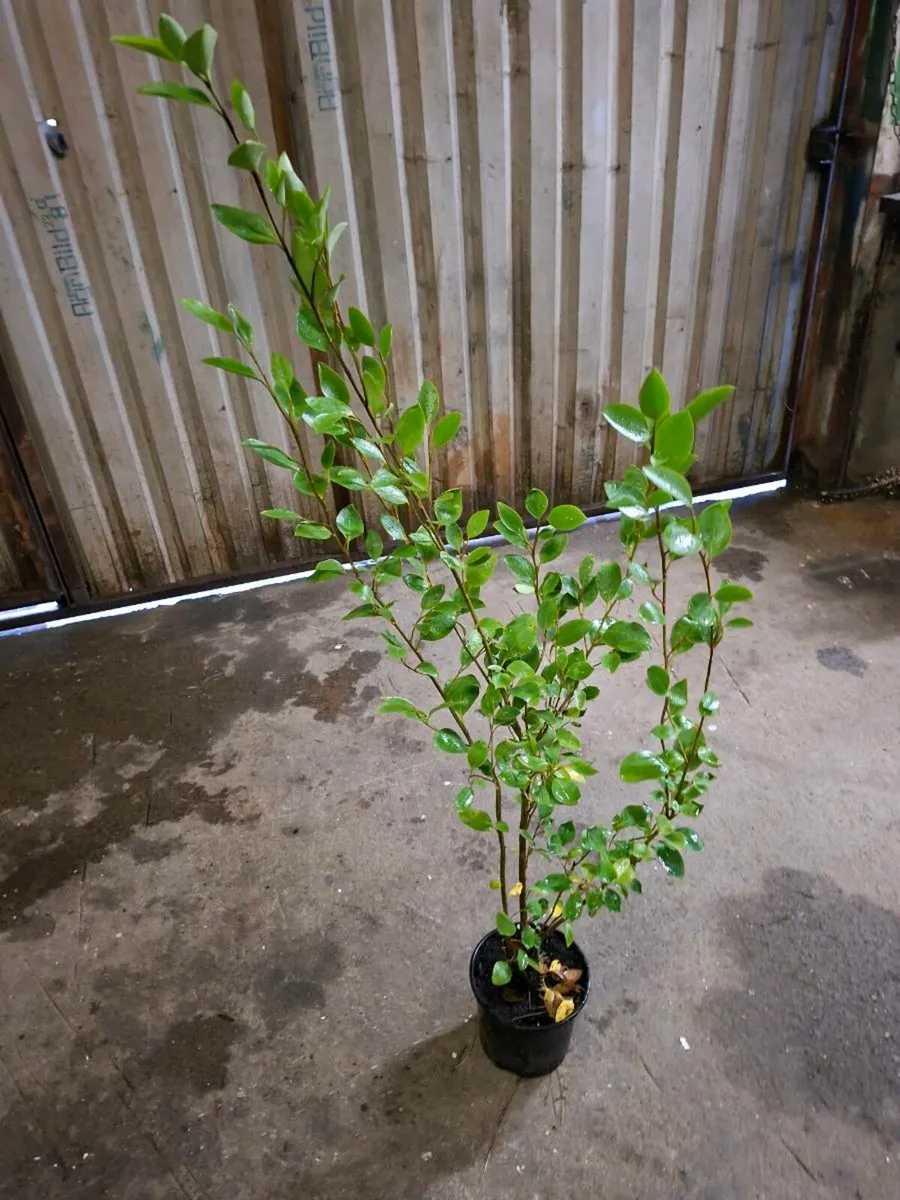 Griselinia - Image 2