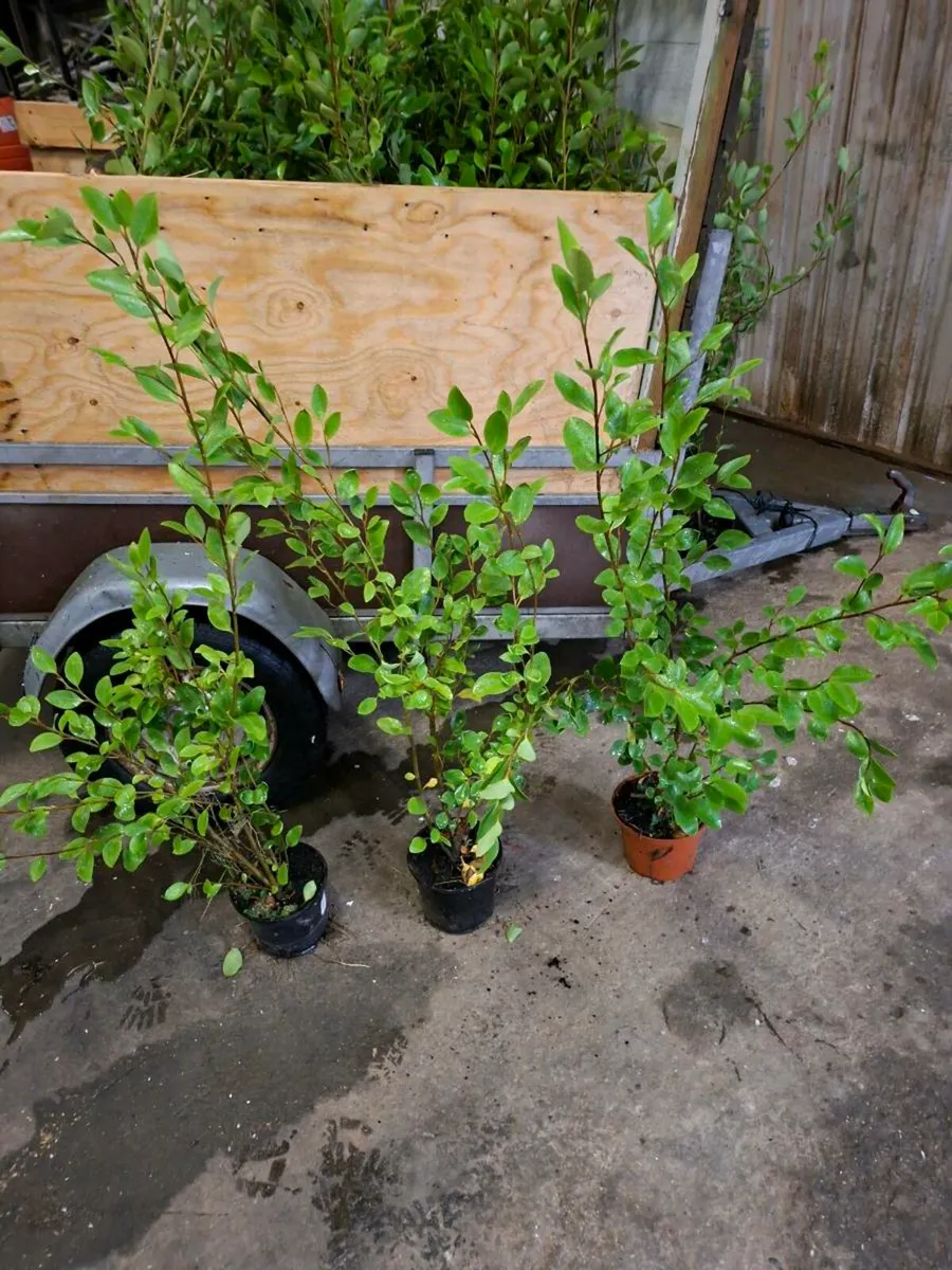 Griselinia - Image 3