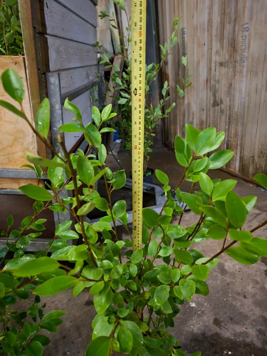 Griselinia - Image 4