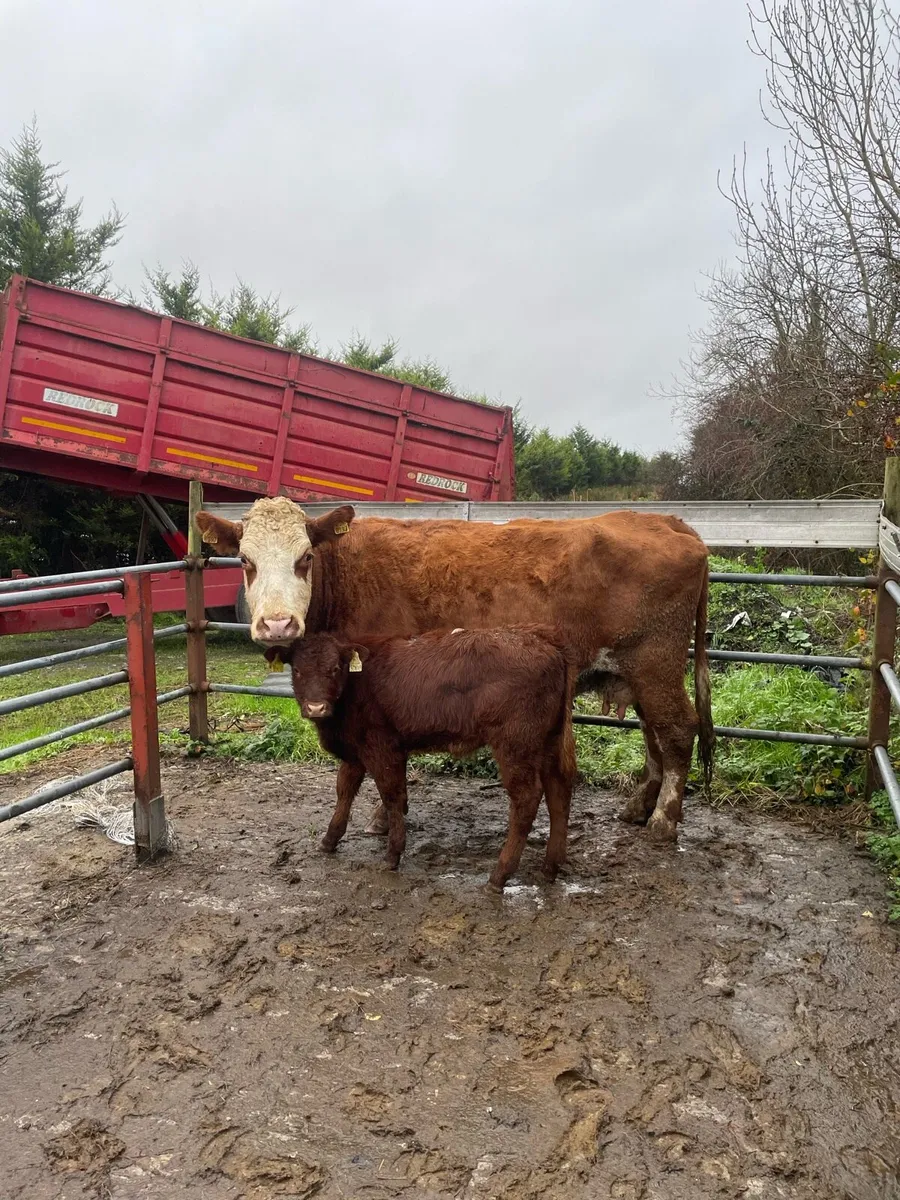 ⭐️super cow and heifer calve⭐️ - Image 1