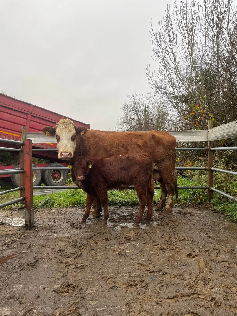 ⭐️super cow and heifer calve⭐️ - Image 2